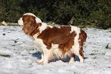 GESTATION - CAVALIER KING CHARLES 003